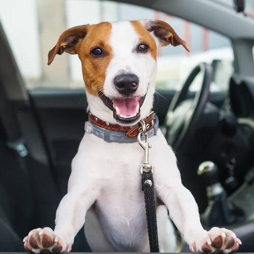 Small Dog in Car - Links to details about pet transport services between UK and Europe