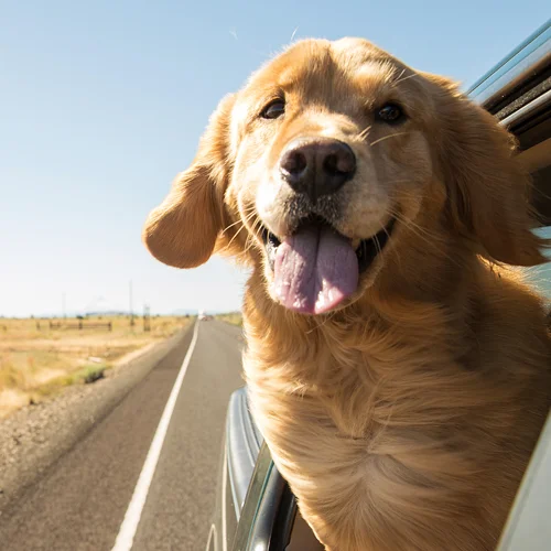 Large dog pictured in a car - links to details about pet taxi services in Kent