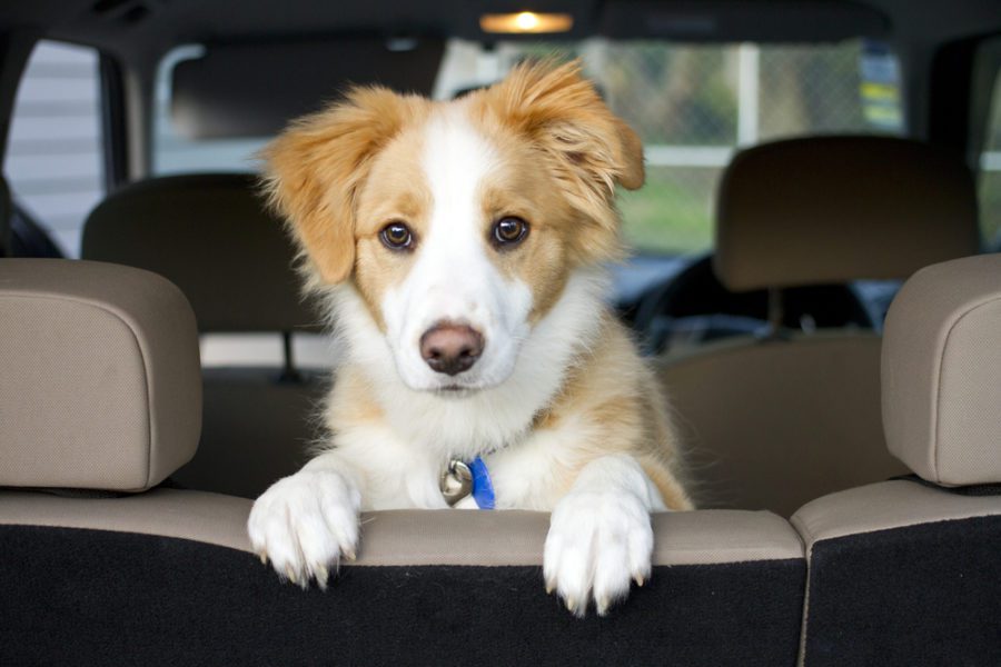 Pet Travel Checklist: Everything You Need for a Stress‑Free Move