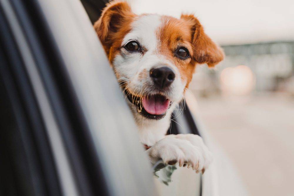 Bringing Your Pet to the UK: What You Need to Know Before You Travel