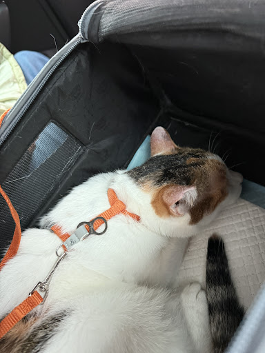 Photo from customer review