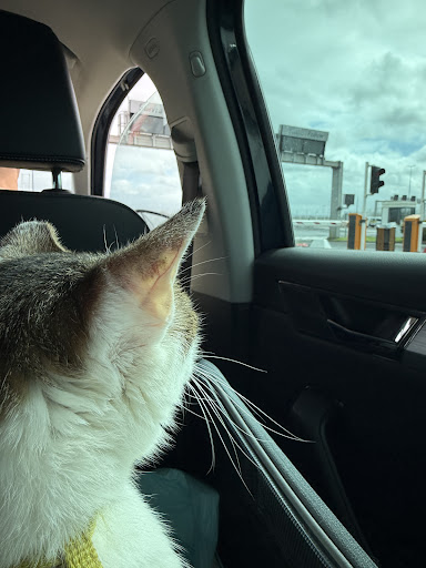 Photo from customer review