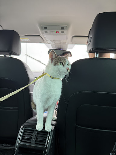 Photo from customer review