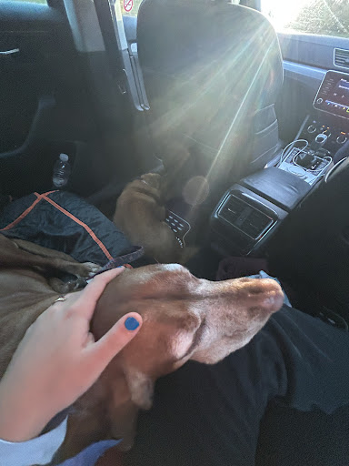 Photo from customer review