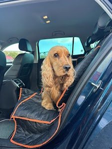 Luxurious Pet Move Abroad place picture