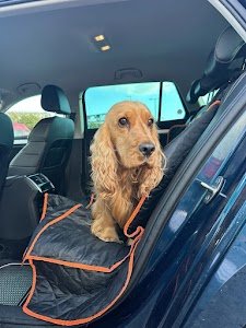 Luxurious Pet Move Abroad place picture