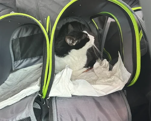 Luxurious-Pet-Move-Abroad-Happy-Client-17_original