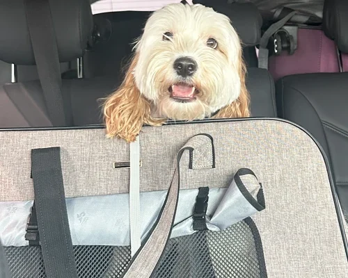 Luxurious-Pet-Move-Abroad-Happy-Client-7_original